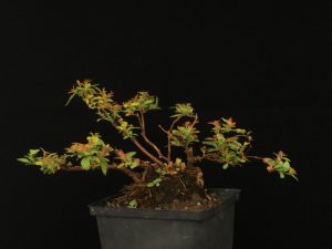 Spiraea Gold flame bonsai
