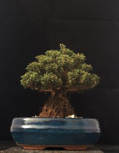 Thymian Shohin Bonsai Baum