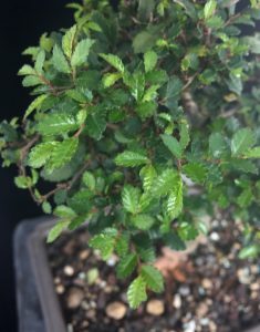 Bonsai Ulmus parvifolia Blätter