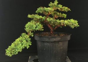 Wacholder Bonsai Baum Juniperus
